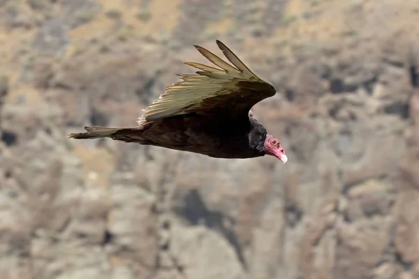Large Turkey Vulture Soars Low Canyon Rim Twin Falls Idaho — Stock Photo, Image