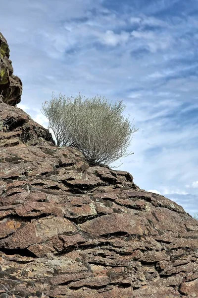 Kleiner Busch Wächst Aus Einem Felsen Balanced Rock Park Idaho — Stockfoto