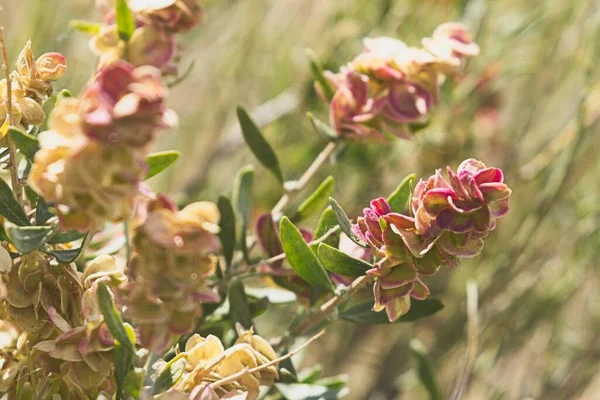A close up photo of pink desert wildflowers near Twin Falls, Idaho.