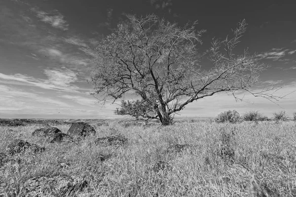 Черно Белая Фотография Маленького Дерева Стоящего Ярким Ясным Небом Поле — стоковое фото