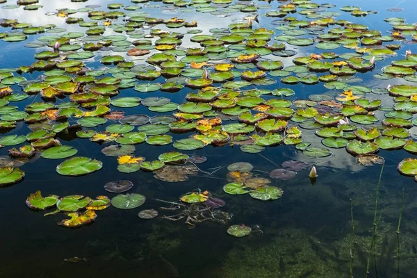 华盛顿纽曼湖面平静的水面上漂浮着一束百合花垫 — 图库照片
