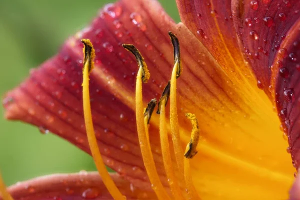 Крупный План Поршней Красной Оранжевой Лилии Саду Севере Идахо — стоковое фото