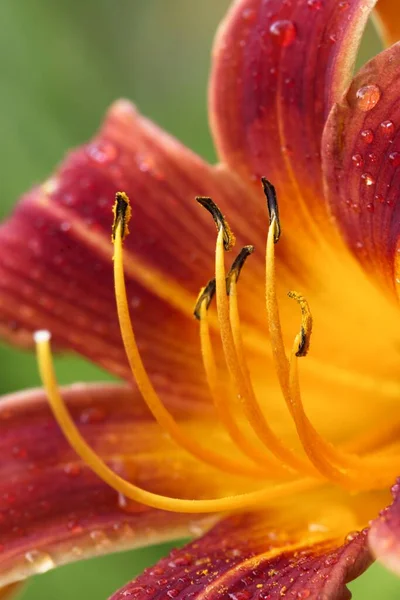 Närbild Pistiler Röd Och Orange Lilja Trädgård Norra Idaho — Stockfoto