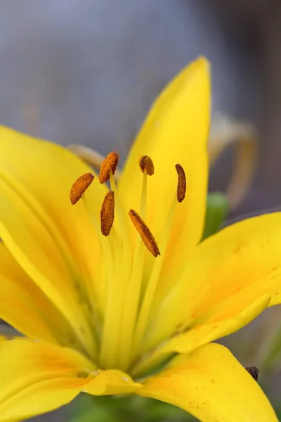 アイダホ州ラドラムの庭の黄色いユリのオレンジの雌しべのマクロ写真 — ストック写真