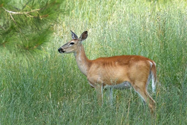 White Tailed Deer Stands Tall Grass Field Hauser Idaho — Stock Photo, Image