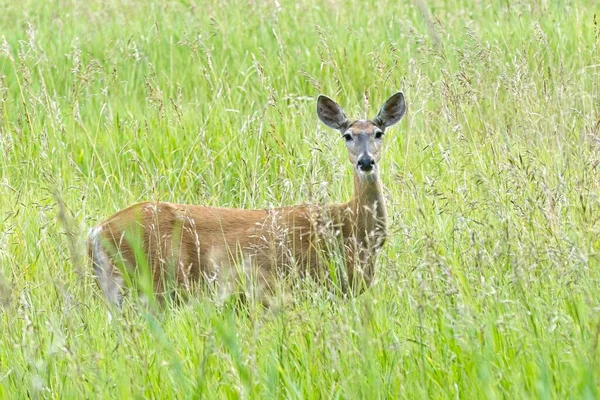ワシントン州ニューマン湖近くの野原の背の高い草の中に白い尾の鹿が立っている — ストック写真