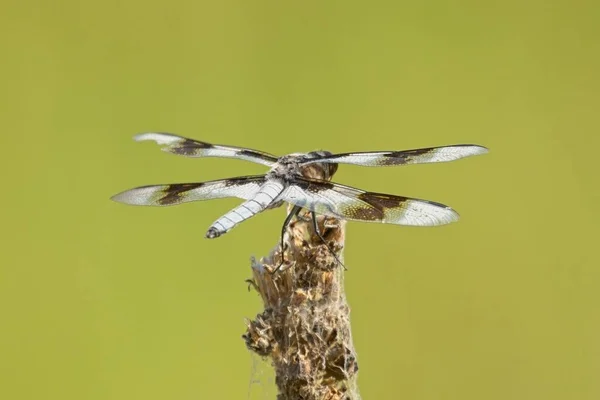Close Back End Eight Spotted Skimmer Plant Newman Lake Washington — Stock fotografie
