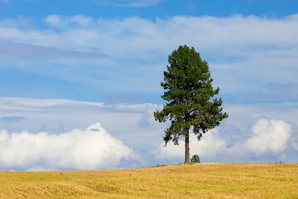 在爱达荷州布兰查德市附近的一片已经收获的田野里 一张风景如画 是一棵孤零零的松树在半阴的天空中映衬着一片孤零零的松树 — 图库照片