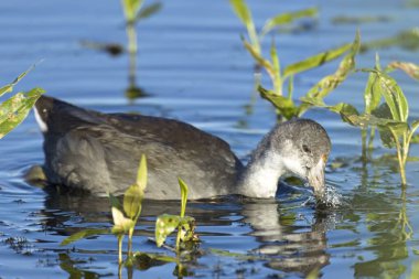 Washington 'daki Liberty Lake yakınlarındaki Saltese Flats' ta yiyecek aramak için suda yüzen genç bir Amerikalı..