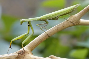 Kuzey Idaho 'da bir bahçede peygamber devesi bir sopa üzerinde yürüyor..