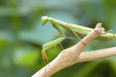 Kuzey Idaho 'da bir bahçede peygamber devesi bir sopa üzerinde yürüyor..