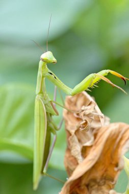 Bir peygamber devesi, Kuzey Idaho 'daki bir bahçede kurumuş bir yaprağa tutunuyor..