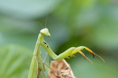 Bir peygamber devesi, Kuzey Idaho 'daki bir bahçede kurumuş bir yaprağa tutunuyor..