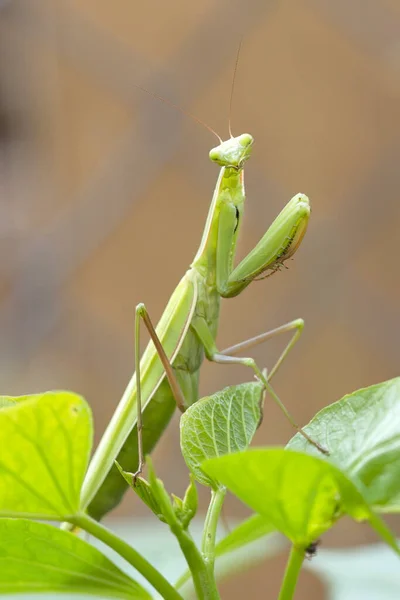 Una Linda Mantis Religiosa Parece Posar Para Cámara Jardín Norte — Foto de Stock