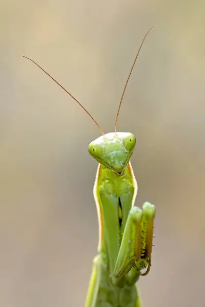 Cute Praying Mantis Appears Posing Camera Garden North Idaho — Stock Photo, Image