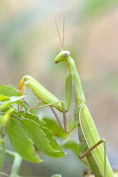 Side View Close Photo Cute Praying Mantis Crawling Plant Garden — Stock Photo, Image