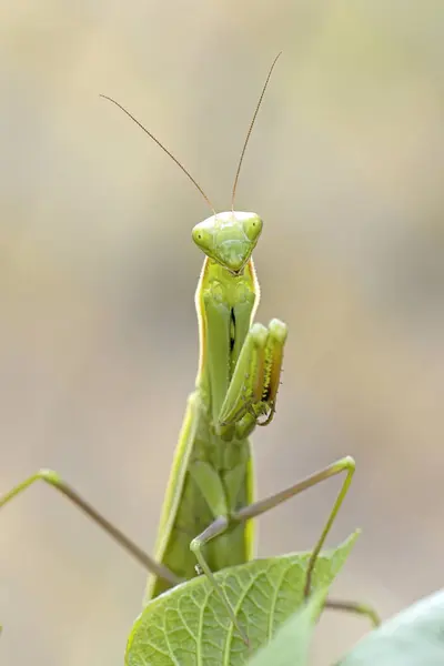 Una Linda Mantis Religiosa Parece Posar Para Cámara Jardín Norte —  Fotos de Stock