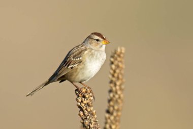 Washington 'daki Liberty Lake yakınlarındaki bir çayırda küçük şirin bir Lincoln serçesi kurutulmuş bir bitkiye tünemiş..