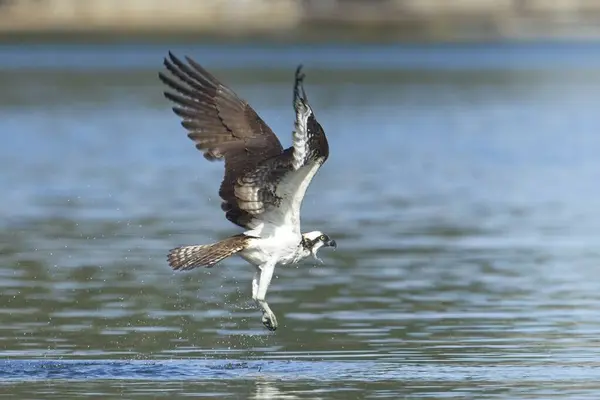 Ein Schöner Fischadler Verpasst Den Fang Eines Fisches Und Fliegt — Stockfoto
