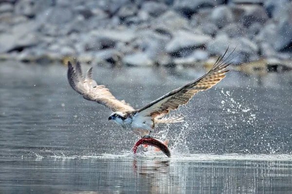 Large Osprey Catches Red Salmon Flies Water North Idaho — Stock Photo, Image
