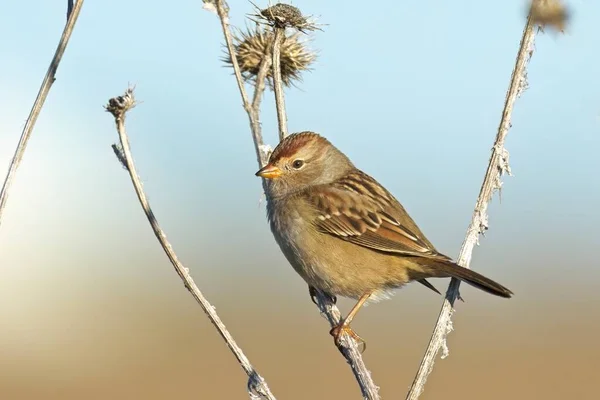 Een Kleine Schattige Lincoln Sparrow Ligt Een Gedroogde Plant Een — Stockfoto