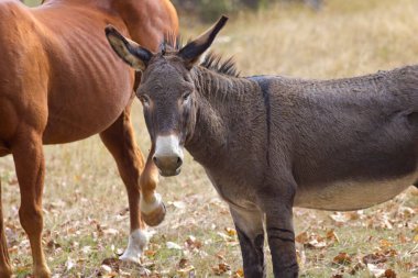 Kuzey Idaho 'da sonbaharın başlarında küçük şirin bir eşek diğer atlarla birlikte çimenli bir tarlada duruyor..