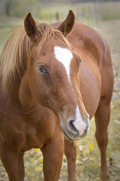 在爱达荷州北部 一匹栗色的马站在牧场上 这是一张特写照片 — 图库照片