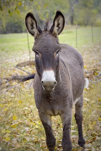 Close Portrait Cute Donkey Big Ears Standing Field North Idaho — Stock Photo, Image