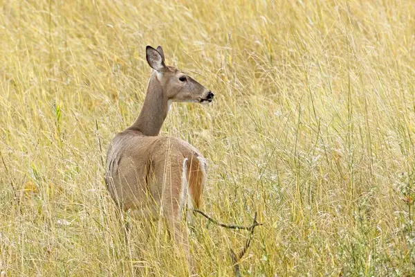 A female deer stands in the tall grass at the Kootenai Wildlife Refuge near Bonners Ferry, Idaho.
