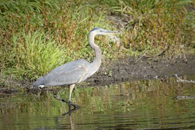 A large great blue heron stands in the shallow water of a pond in Moscow, Idaho clipart