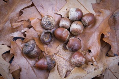Sonbaharda kurumuş yaprakların üzerindeki meşe palamudu ve şapkaların düz konsepti..