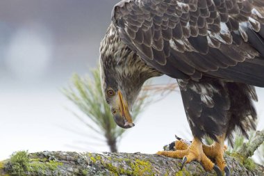 Kuzey Idaho 'da bir dala konmuş balık yiyen kel bir kartalın yakın plan vahşi yaşam fotoğrafı..