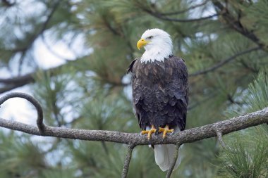 Bir Amerikan kel kartalı kuzey Idaho 'da bir dala tünemiş balık arıyor..