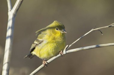 Küçük bir Amerikan ispinozu doğu Washington 'da küçük bir dala tünemiş..