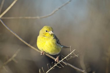 Küçük bir Amerikan ispinozu doğu Washington 'da küçük bir dala tünemiş..