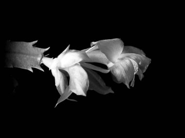 Siyah arka planda bir Noel Kaktüsü çiçeğinin siyah beyaz bir fotoğrafı..