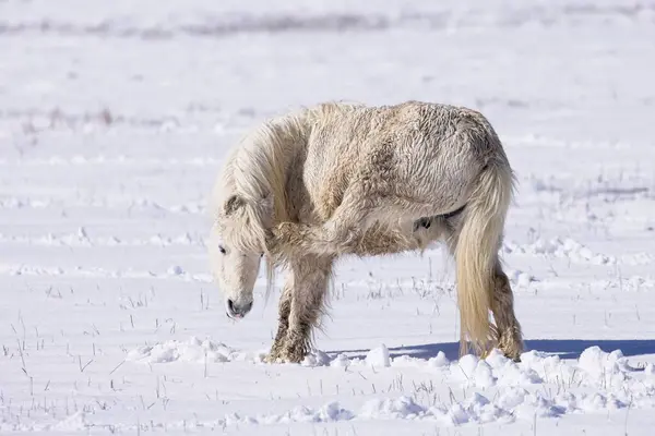 A small white horse scratches itself in a snow covered field during winter in Hauser, Idaho.