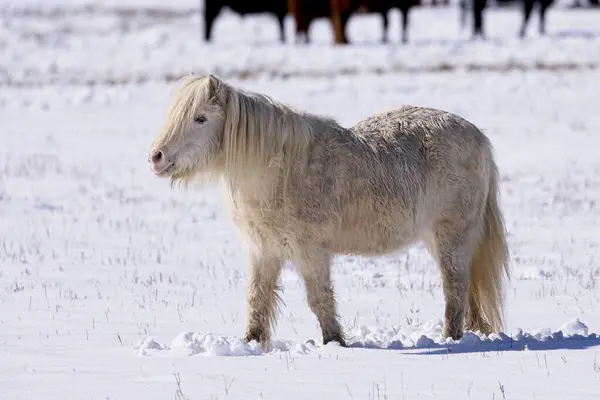 Een Klein Wit Paard Wandelt Een Besneeuwd Veld Tijdens Winter Rechtenvrije Stockfoto's