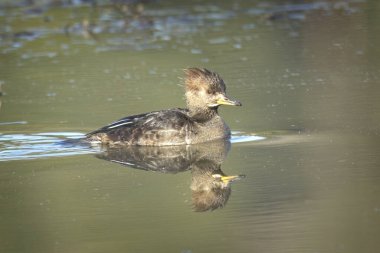 A female hooded merganser casting a reflection swims in calm water near Hauser, Idaho. clipart