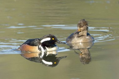 A cute hooded merganser couple swims together searching for food in calm water near Hauser, Idaho. clipart