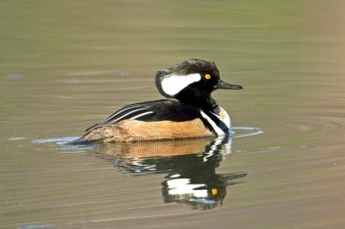 A male hooded merganser casts a reflection in calm water near Hauser, Idaho. clipart