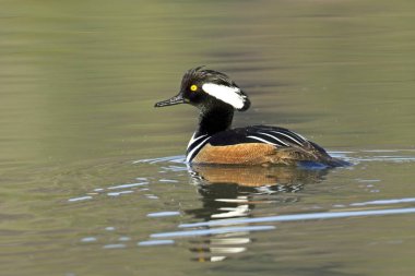 A male hooded merganser casts a reflection in calm water near Hauser, Idaho. clipart