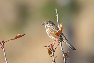 Tatlı bir serçe Hauser, Idaho yakınlarında bir dala tünemiş..