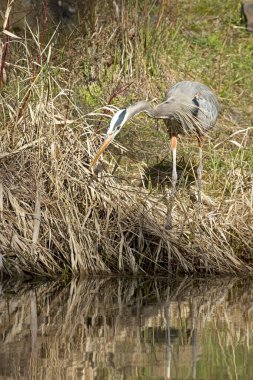 A great blue heron stands on the ground next to calm water looking for fish in north Idaho. clipart