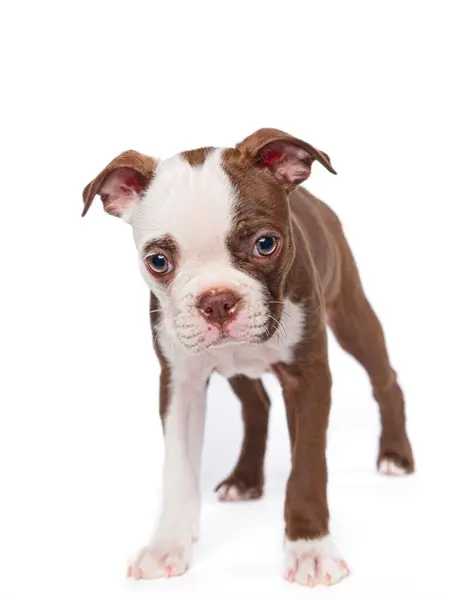 Een Studio Foto Van Een Onschuldige Verlegen Ogende Boston Terrier — Stockfoto