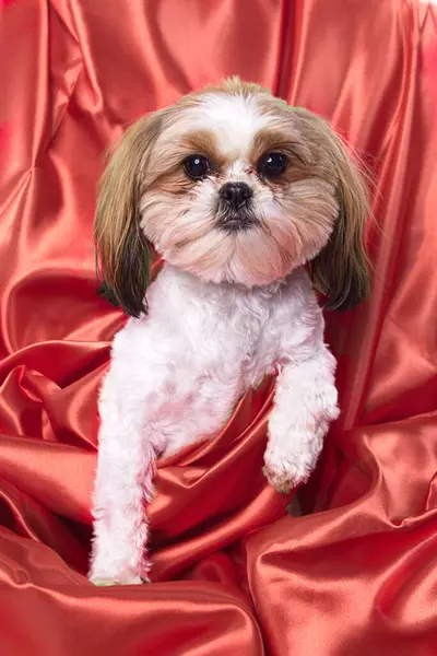 Een Close Portret Van Een Schattige Shima Hond Een Kruising — Stockfoto