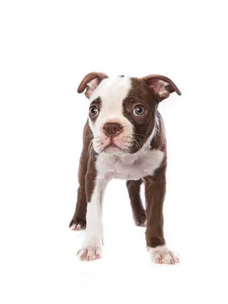 Uma Foto Estúdio Filhote Cachorro Inocente Tímido Boston Terrier Fundo Fotos De Bancos De Imagens