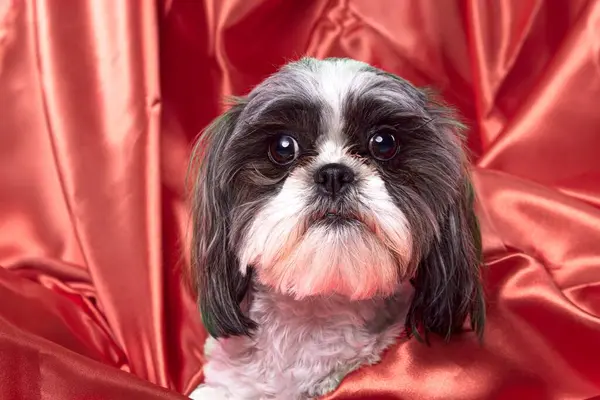Ett Närbild Porträtt Söt Shima Hund Korsning Mellan Shitsu Och Stockfoto