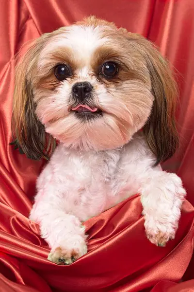 Ένα Κοντινό Πορτραίτο Ενός Χαριτωμένου Σκύλου Σίμα Γλώσσα Του Προεξέχει Royalty Free Φωτογραφίες Αρχείου