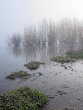 Kuzey Idaho 'daki siluetli bitkilere giden sudaki çimlerin sisli bir sabah fotoğrafı..